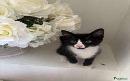 Mixed Breed cats for sale: 2 beautiful girl kittens for sale - Image 5