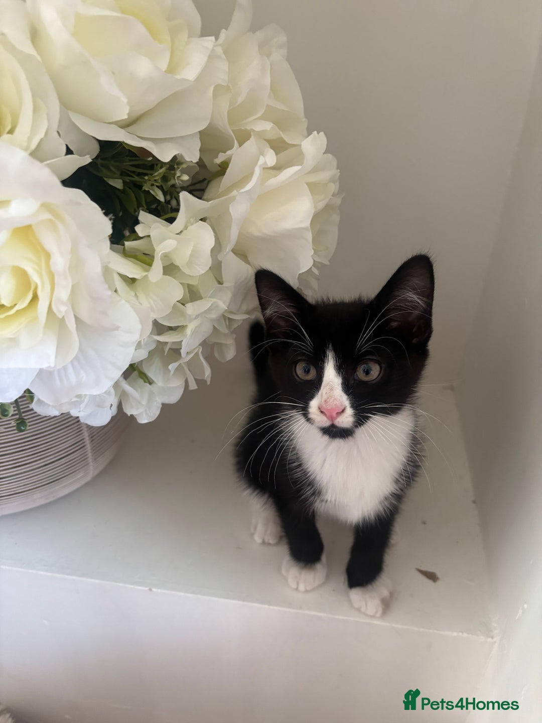 Mixed Breed cats for sale: 2 beautiful girl kittens for sale - Image 5
