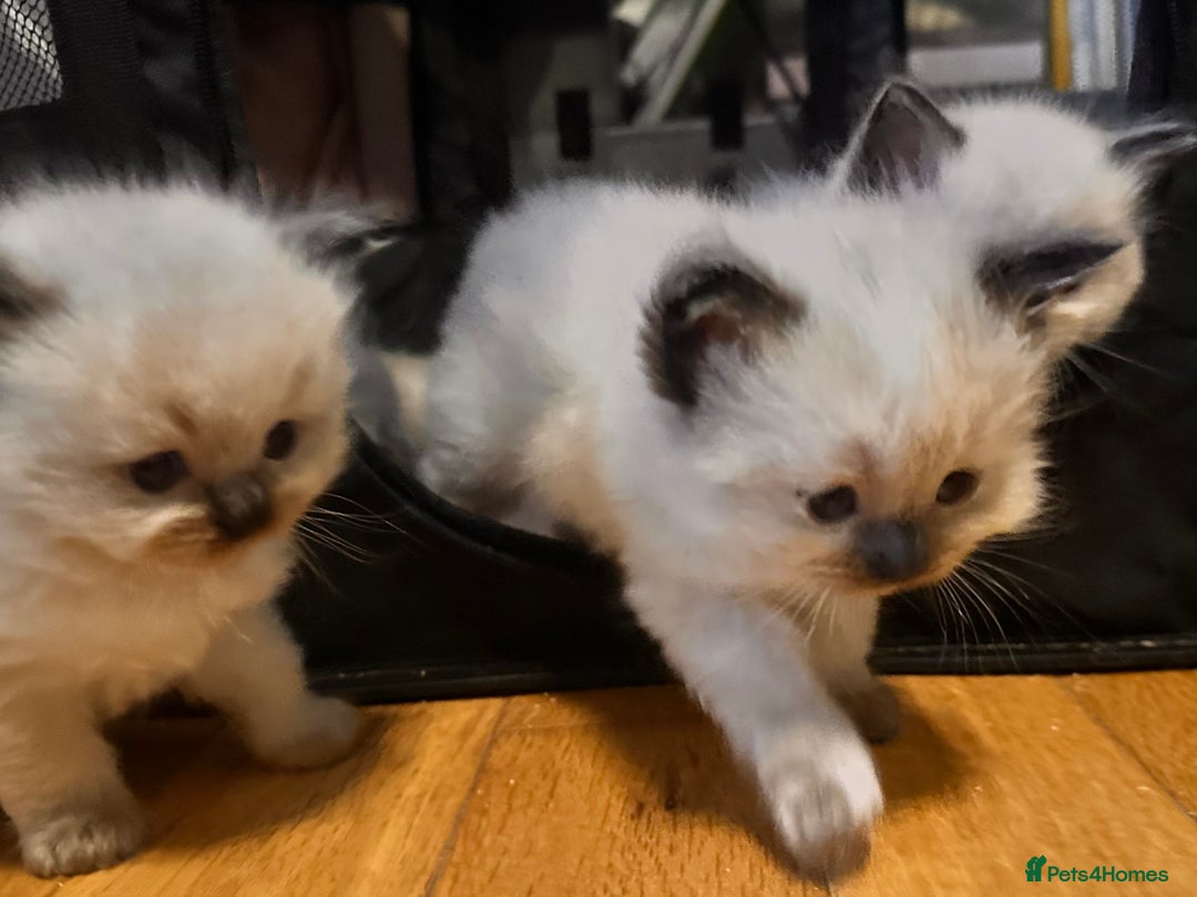 Ragdoll cats for sale: Pure ragdoll  - Advert 17