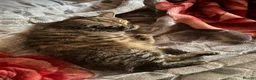 Mixed Breed cats for sale: Urgent, three lovely cats 🐈  - Advert 16