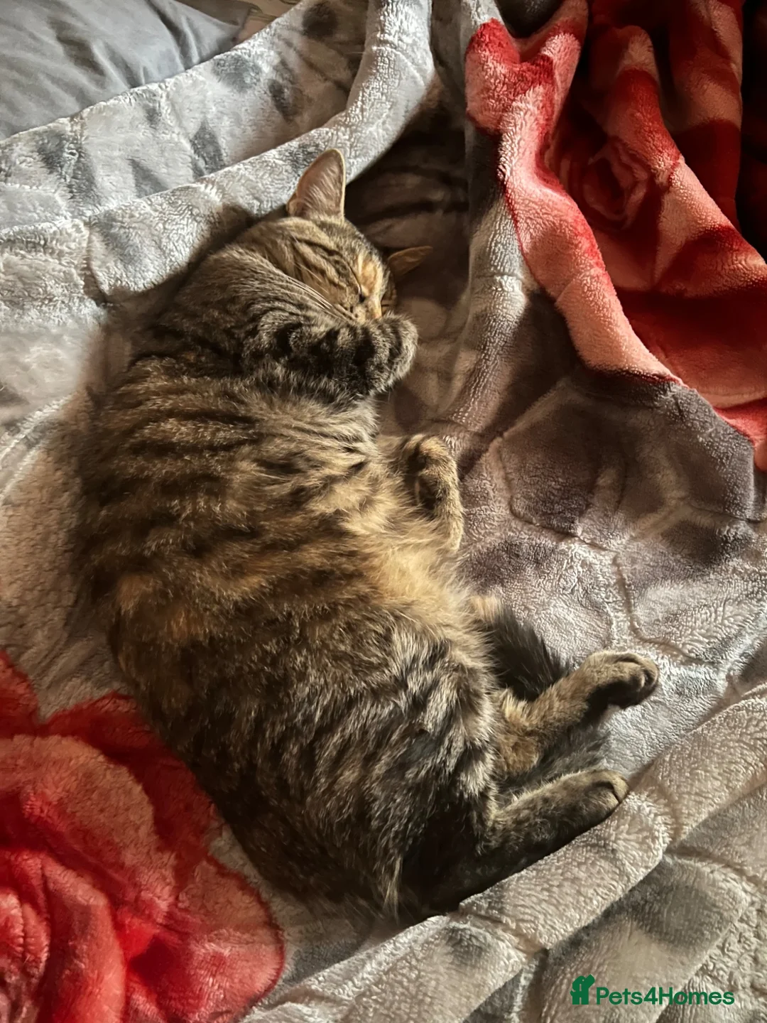 Mixed Breed cats for sale: Urgent, three lovely cats 🐈  - Advert 16