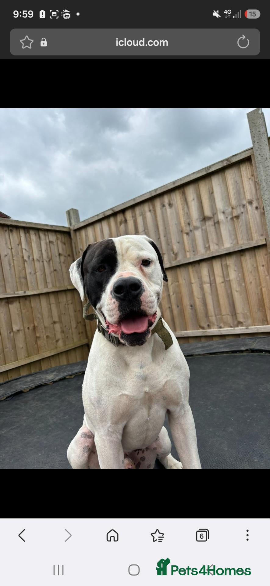 American Bulldog dogs American bulldog  - Advert 1