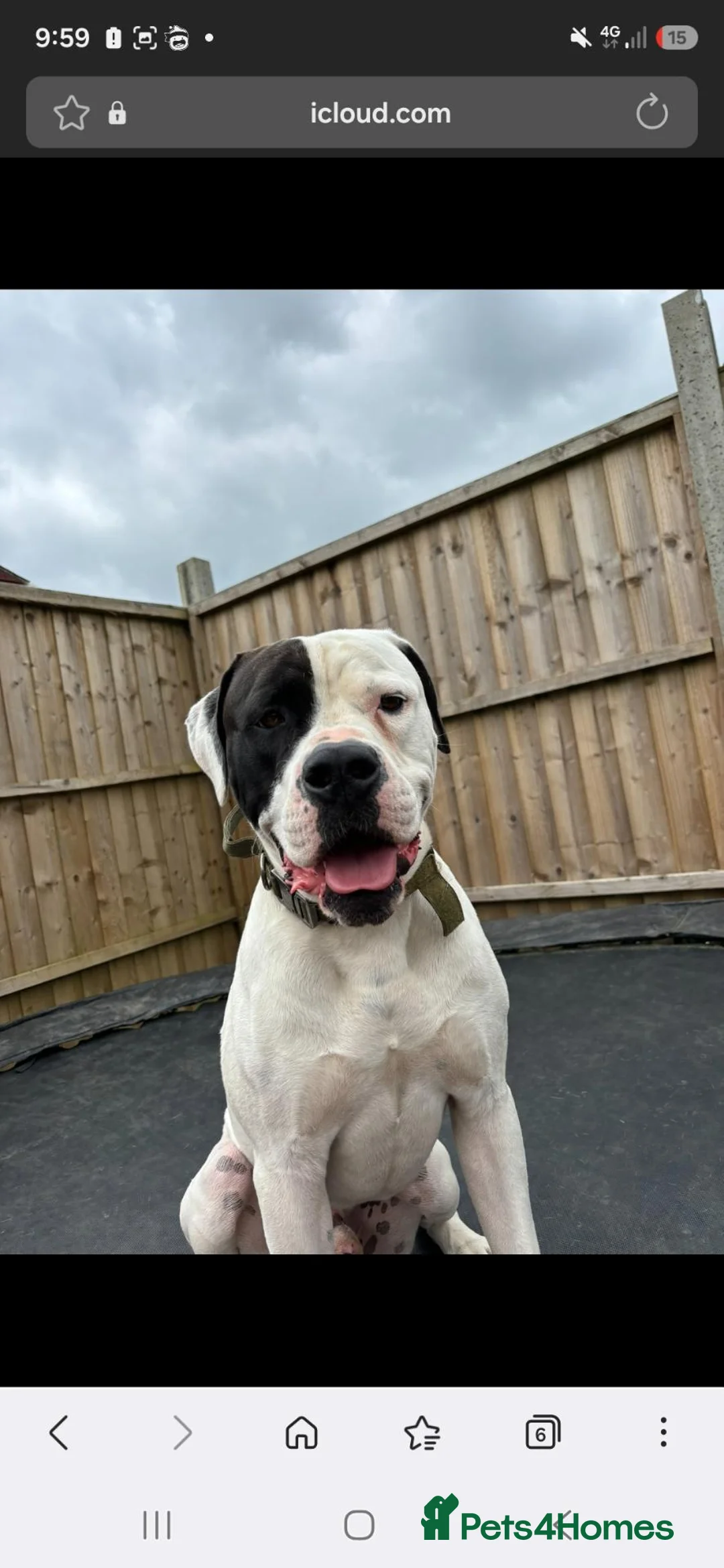 American Bulldog dogs for sale: American bulldog  in Crawley - Advert 1