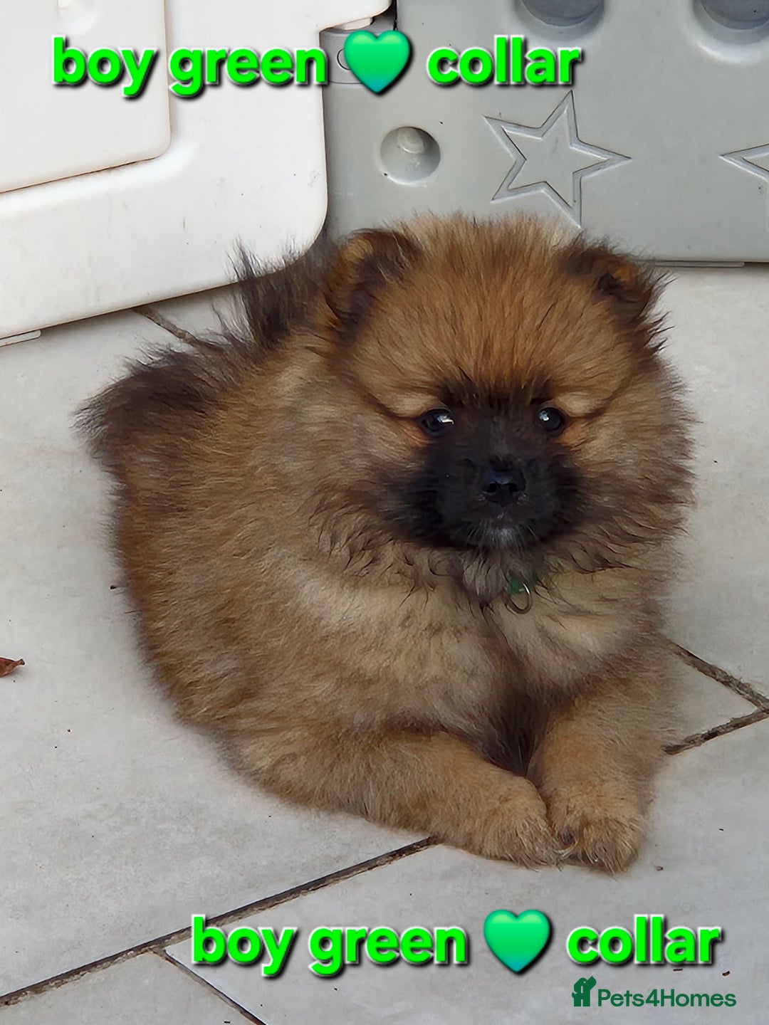 Pomsky dogs for sale: REDUCED PRICE: Cute Pomsky F1b puppies for sale  - Image 2