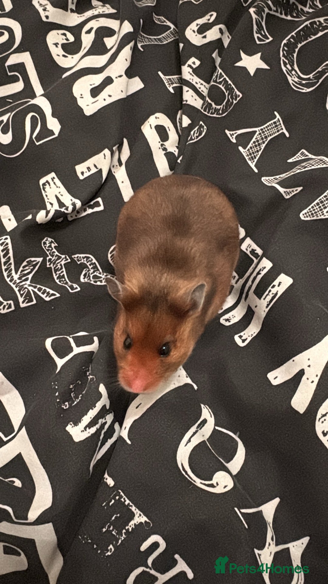 Hamster rodents Gorgeous Syrian hamster fancy mice available  - Advert 4