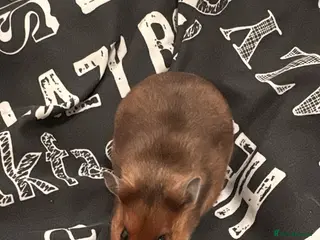 Hamster rodents Gorgeous Syrian hamster fancy mice available - Advert 3