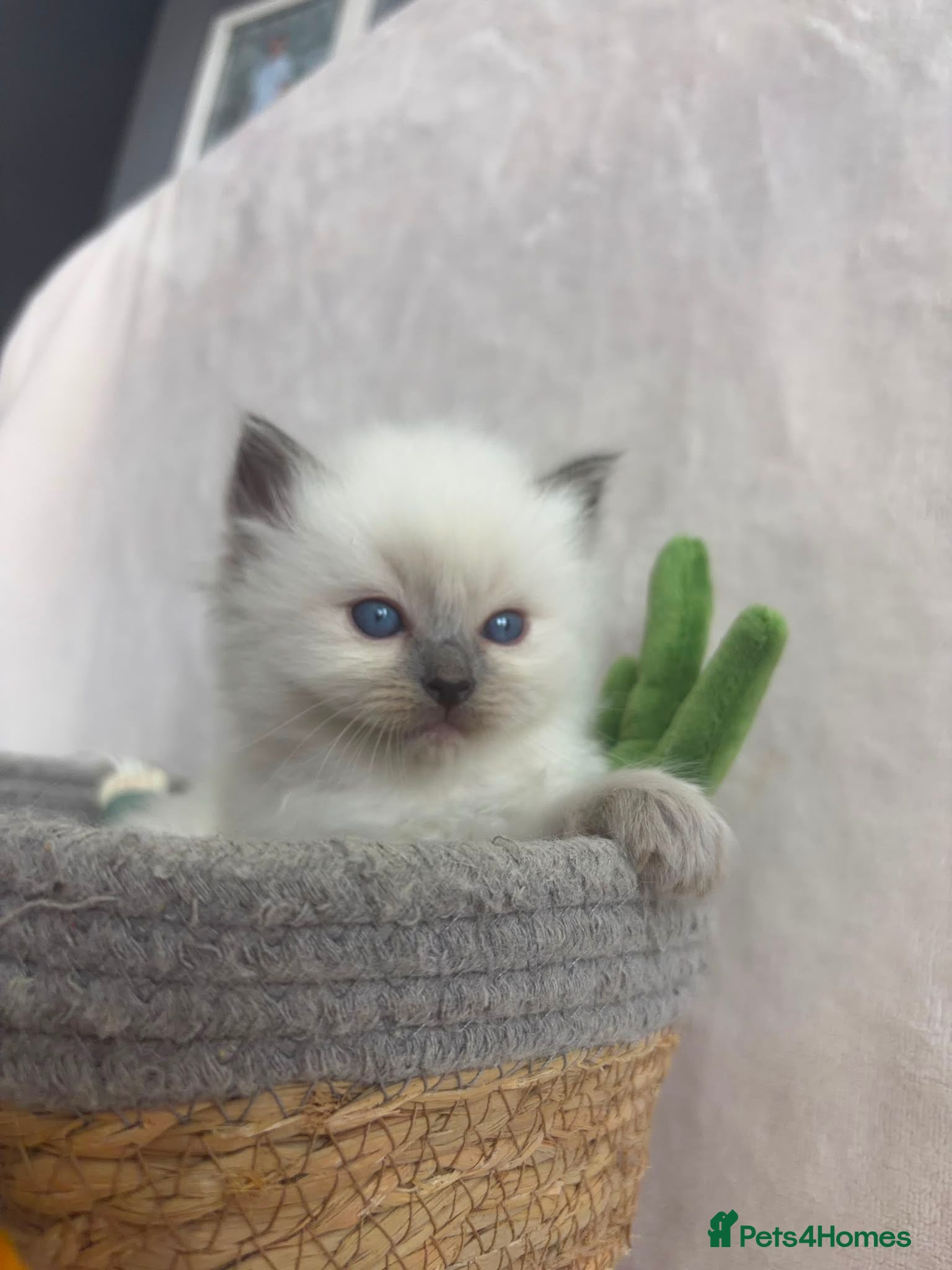 Ragdoll cats ​Gorgeous Ragdoll Kittens – Ready in a week!  - Advert 1