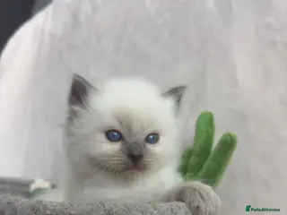 Ragdoll cats Gorgeous Ragdoll Kittens – Ready in a week! - Advert 1