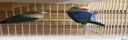 Lovebirds birds for sale: Young pair of lovebird - Advert 4