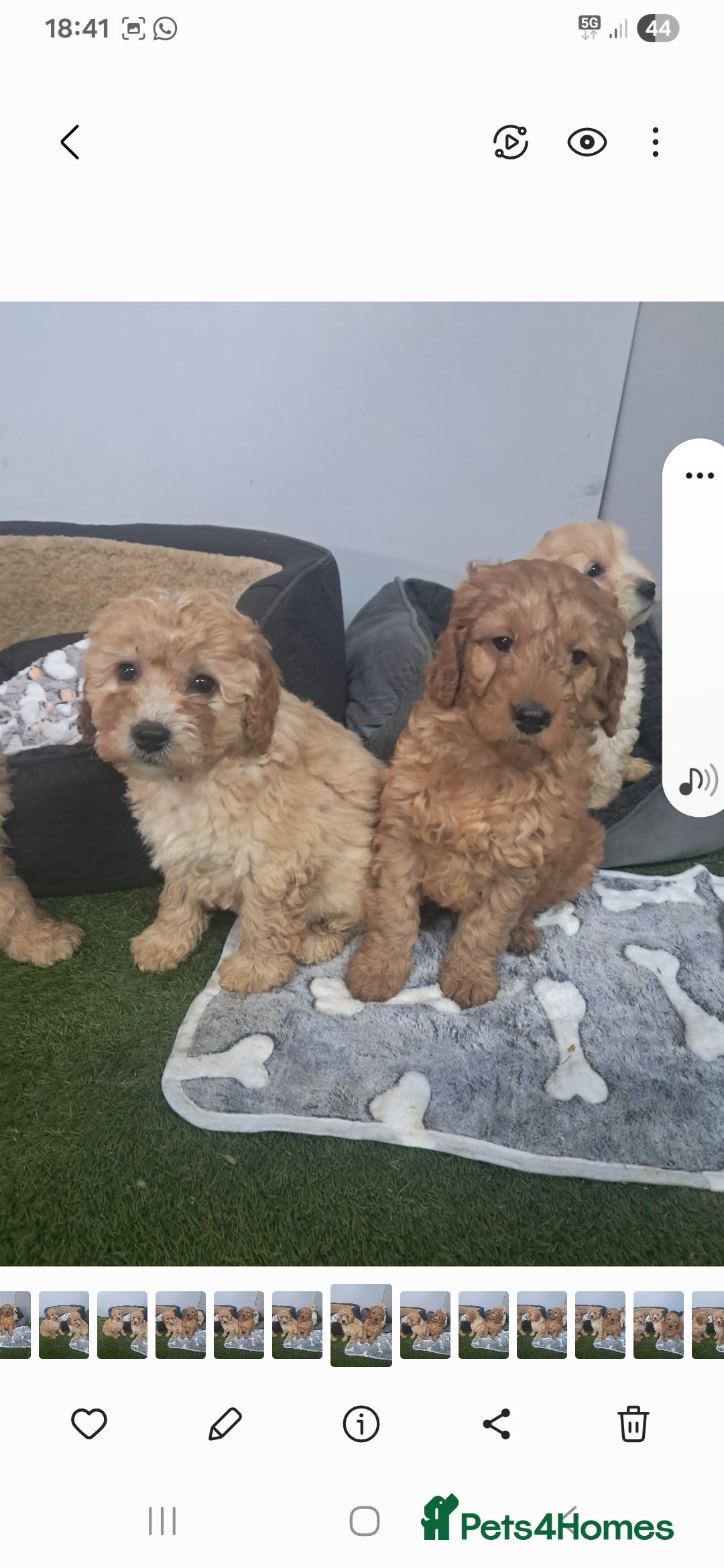 Cavapoo dogs for sale: Cavapoo pups - Advert 4