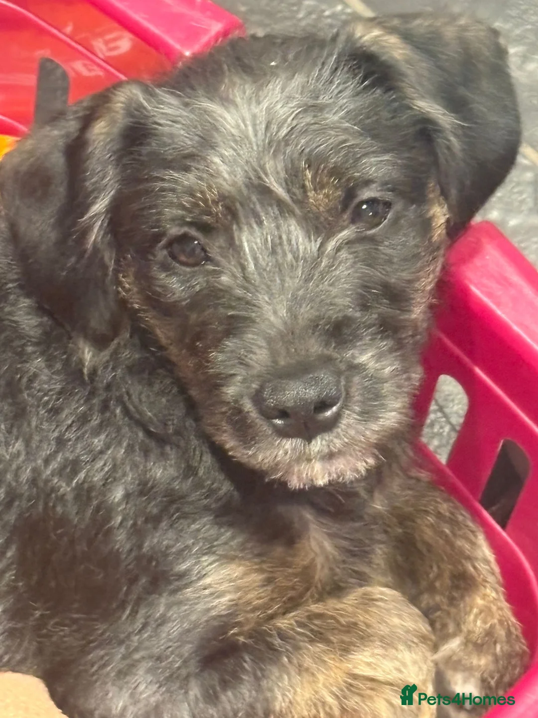 Mixed Breed dogs for sale: Mabel 6 months old  - Advert 1