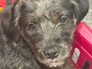 Mixed Breed dogs Mabel 6 months old - Advert 2