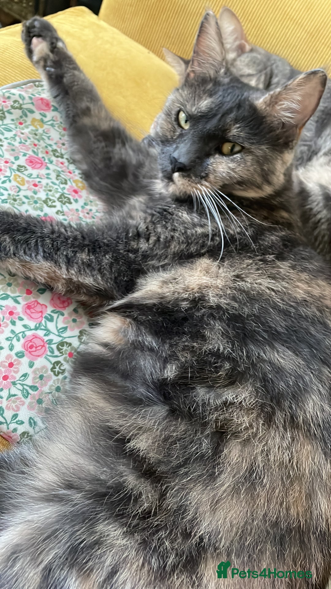 Mixed Breed cats for sale: Adorable female cats Looking for a Forever Home ! - Advert 16