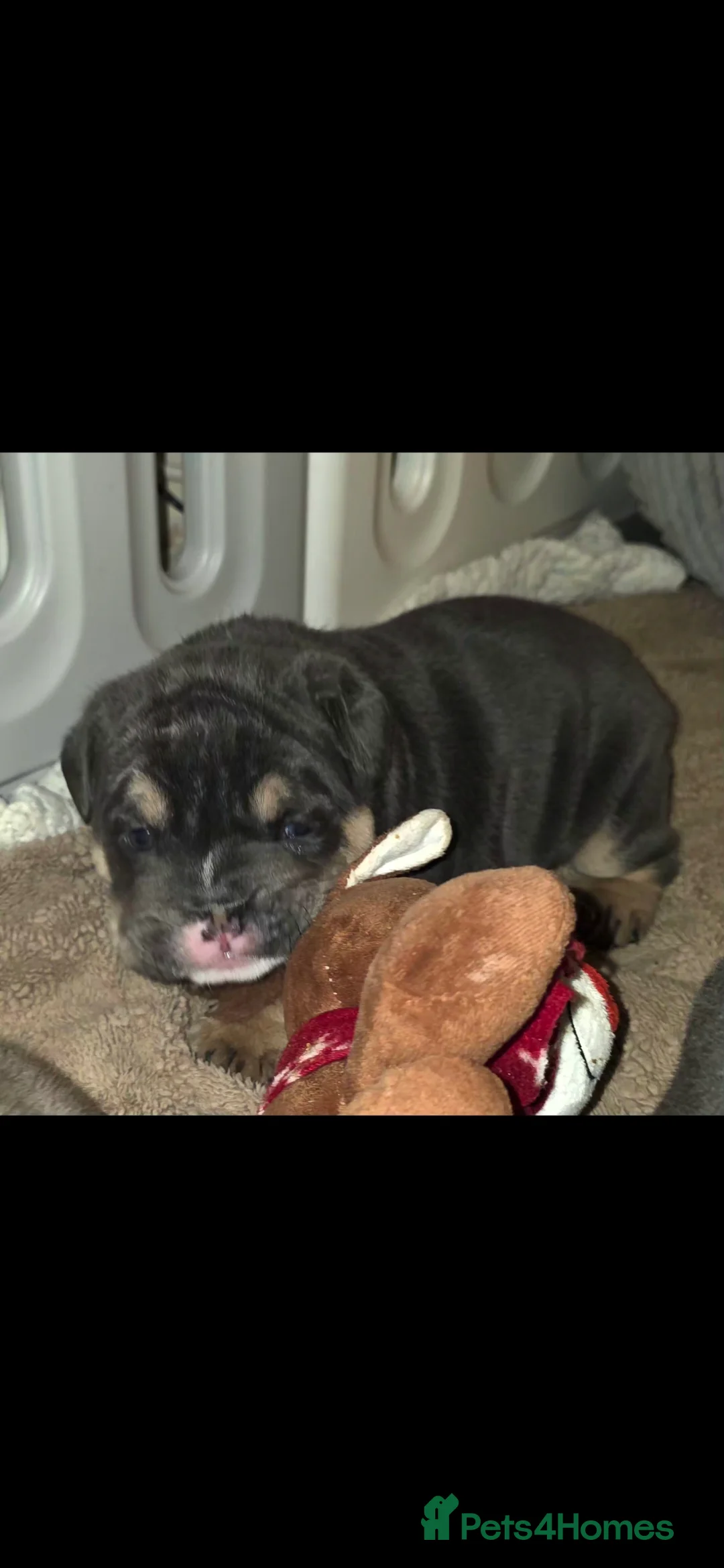 English Bulldog dogs for sale: Litter of 7 English Bulldogs - Advert 16