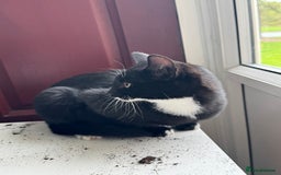 Mixed Breed cats for sale: 20 weeks old kittens for free - Image 2