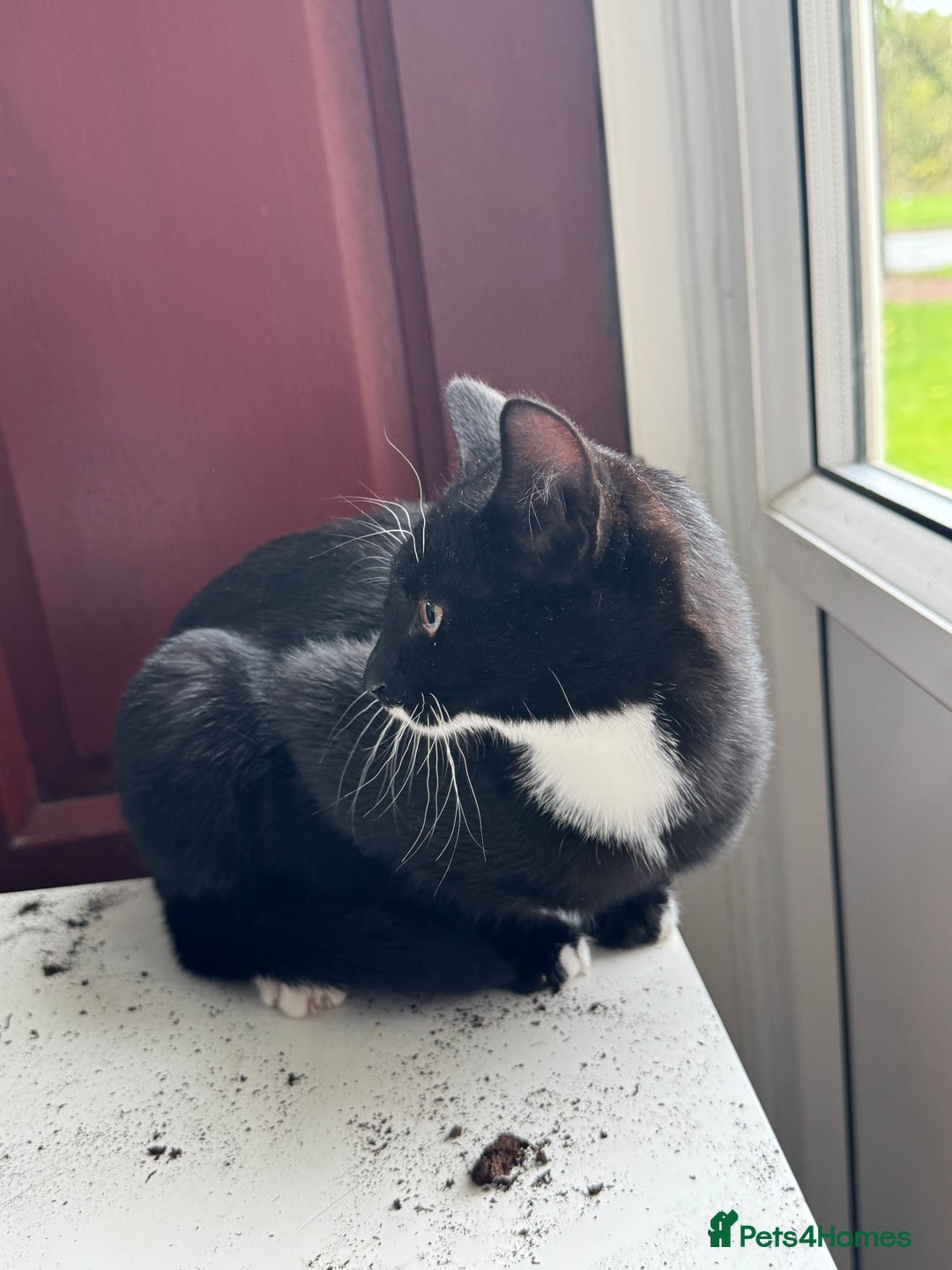 Mixed Breed cats for sale: 20 weeks old kittens for free - Image 2
