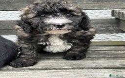 Jackapoo dogs for sale: Jackadopdle puppies  - Image 2