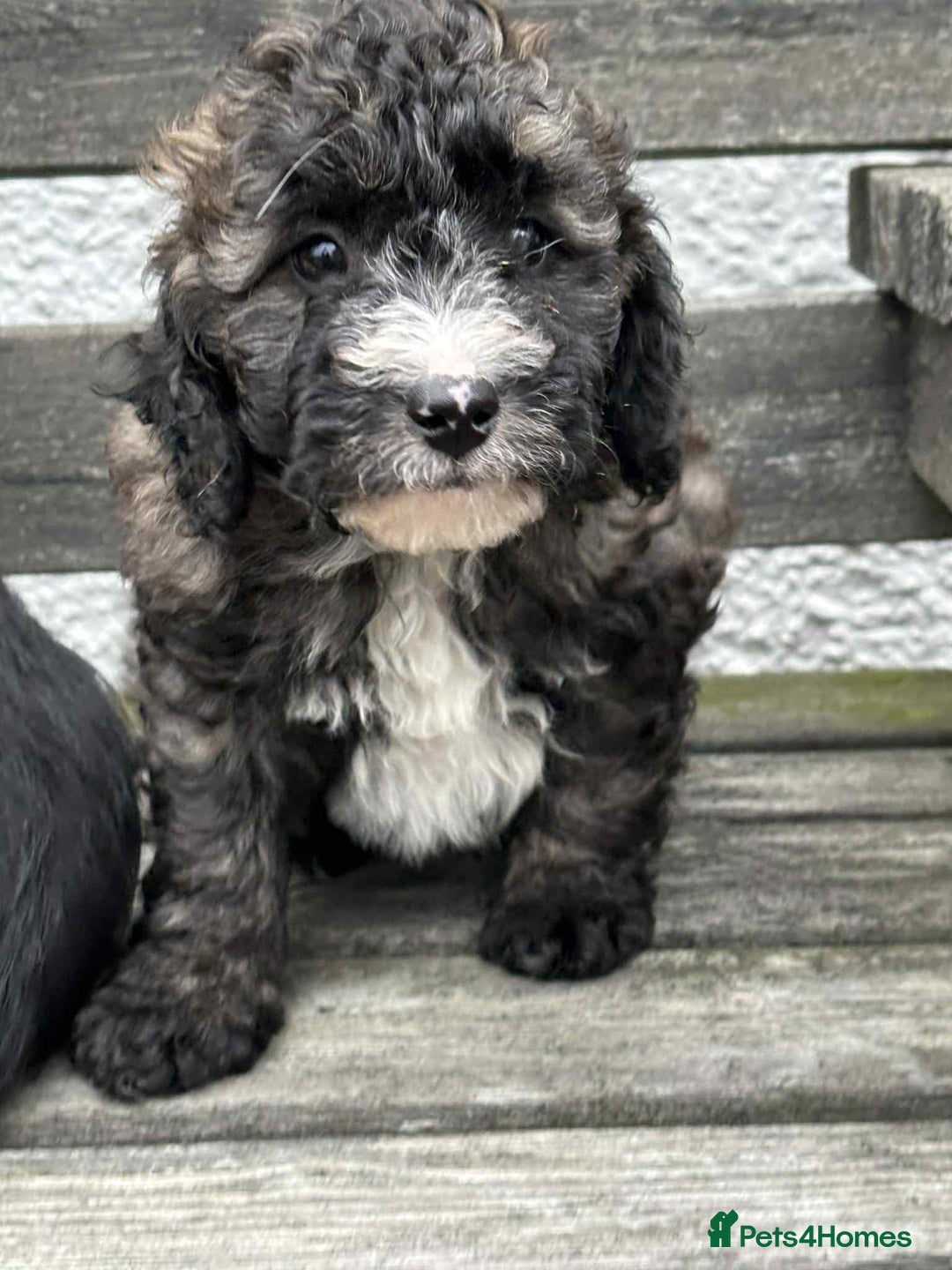 Jackapoo dogs for sale: Jackadopdle puppies  - Image 2