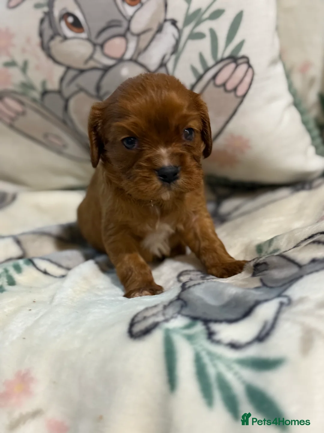 Cavalier King Charles Spaniel dogs for sale: Stunning DNA clear male cavalier pups now - Advert 14