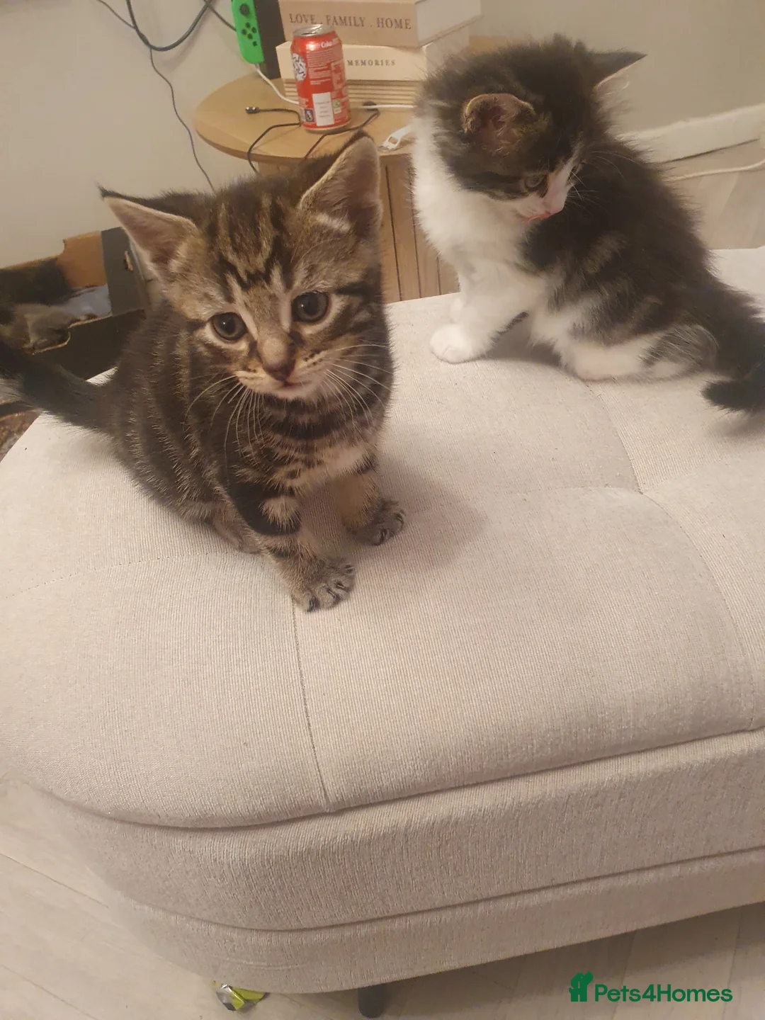 Mixed Breed cats for sale: 3 male kittens  - Advert 6