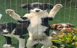 Border Collie dogs for sale: Border collie puppies - Image 6