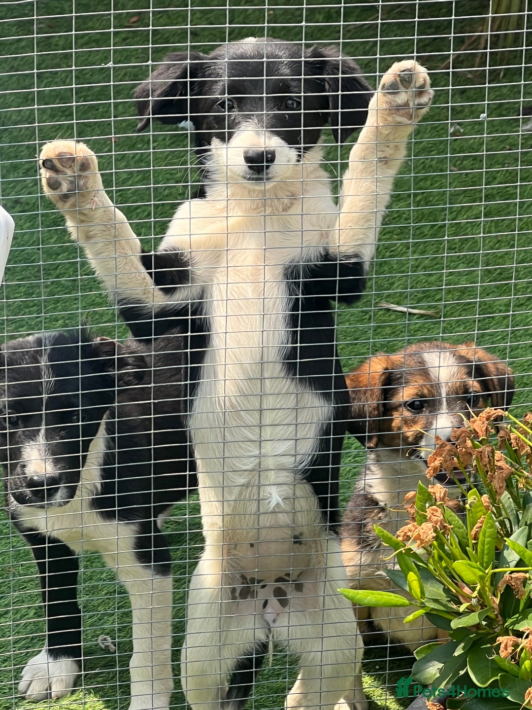 Border Collie dogs for sale: Border collie puppies - Image 6