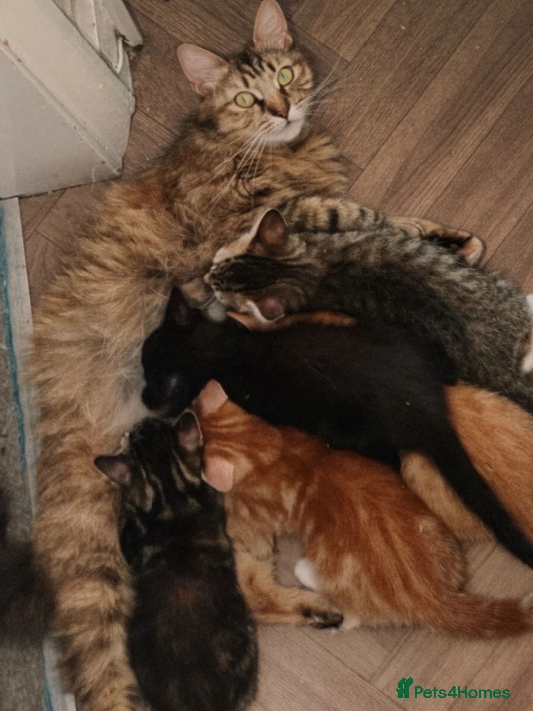 British Shorthair cats for sale: Pair of Gorgeous Kittens - Tabby and Ginger - 2  in Blackpool - Advert 2