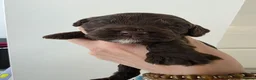 Cockapoo dogs for sale: Stunning extensively health tested cockapoos  - Advert 14