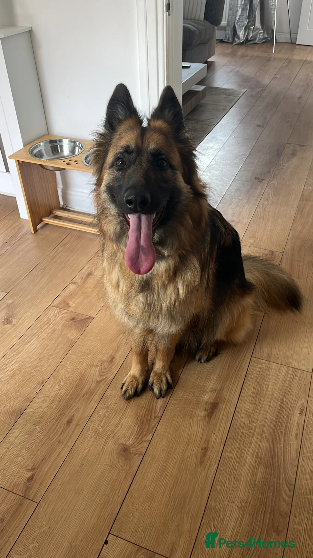 German Shepherd dogs for sale: Bella - German Shepherd looking for a forever home - Advert 11