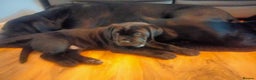 Cane Corso dogs for sale: Cane Corso XL Boy 22/12/2025 - Advert 11