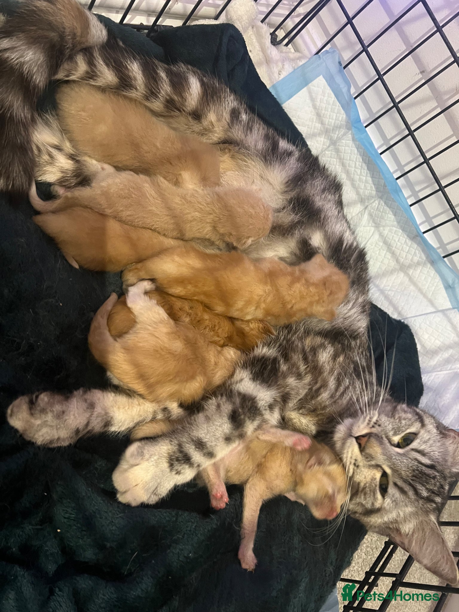 Maine Coon cats 1 BOY, 3 GIRLS looking for a loving home.  - Advert 3