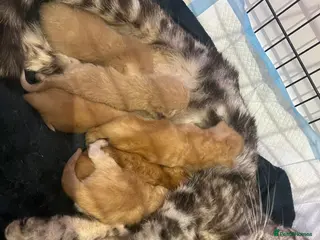 Maine Coon cats 1 BOY, 3 GIRLS looking for a loving home. - Advert 8