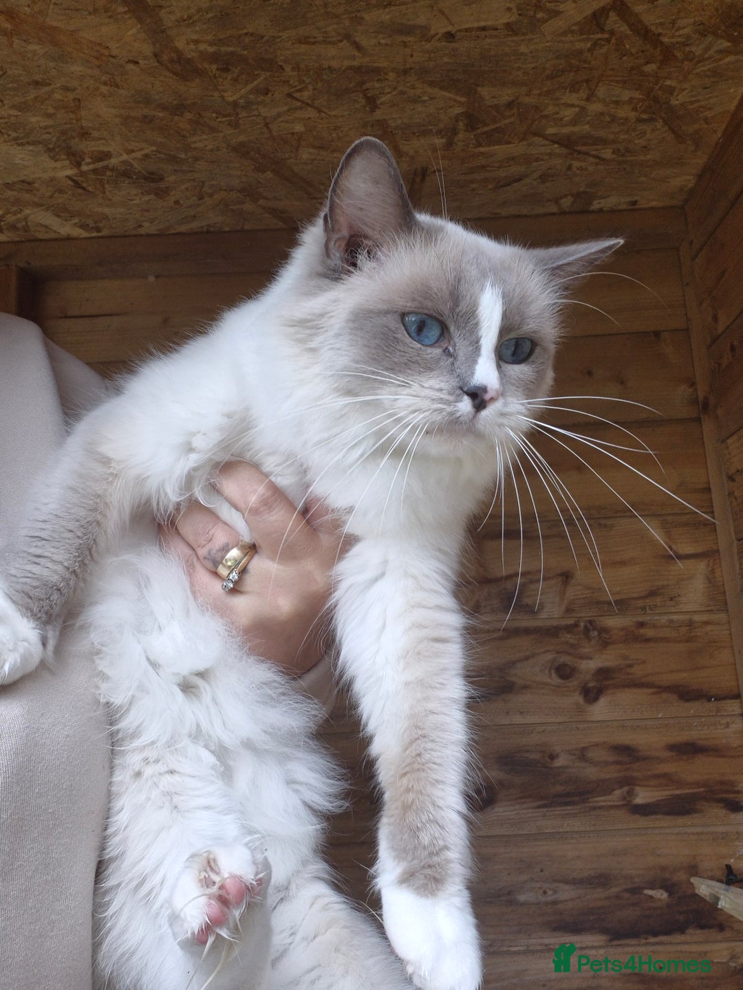 Ragdoll cats for sale: Adult ragdoll female  - Image 3