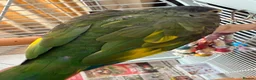 Parrots birds for sale: Hand Tammed White Capped Pionus Nith Lutino Genes in Barking - Advert 12