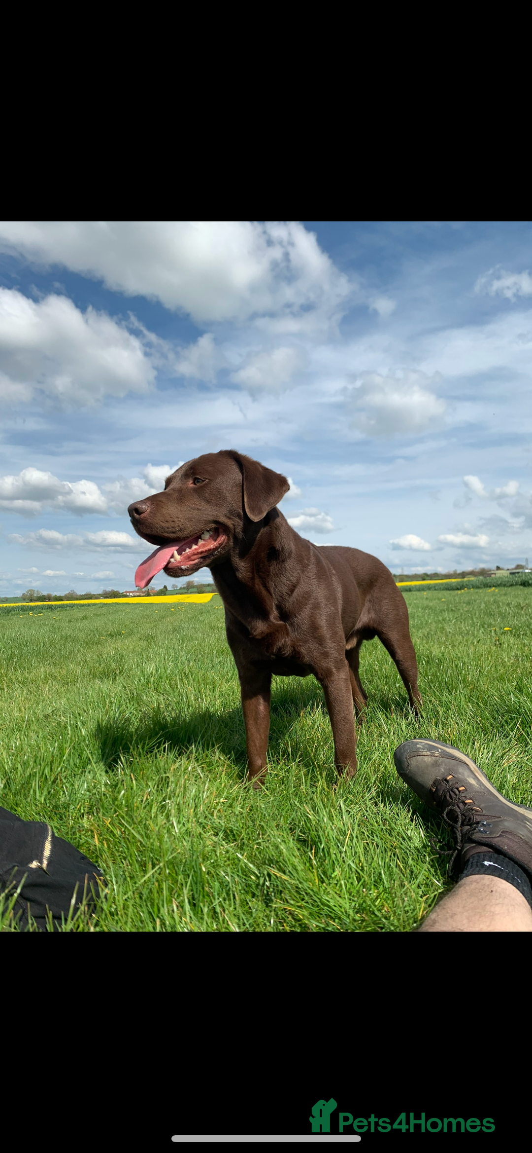 Labrador Retriever dogs for stud: Chocolate Labrador Stud - Advert 1