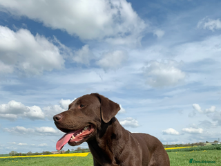 Labrador Retriever dogs Chocolate Labrador Stud - Advert 1