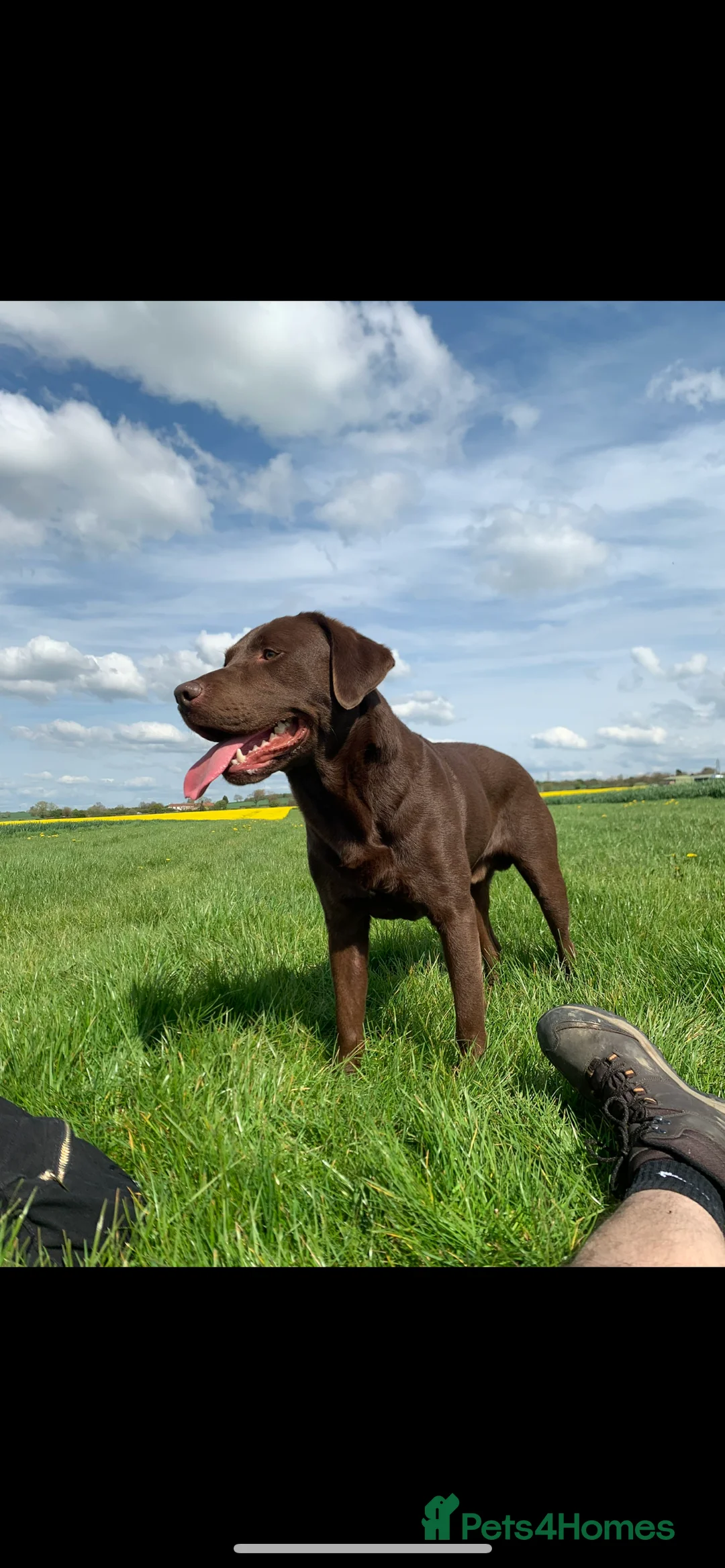 Labrador Retriever dogs for stud: Chocolate Labrador Stud - Advert 3