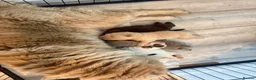 Shar Pei dogs for sale: Top quality bear coat shar pies for sale  - Advert 35