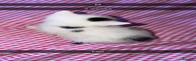Mixed Breed 1