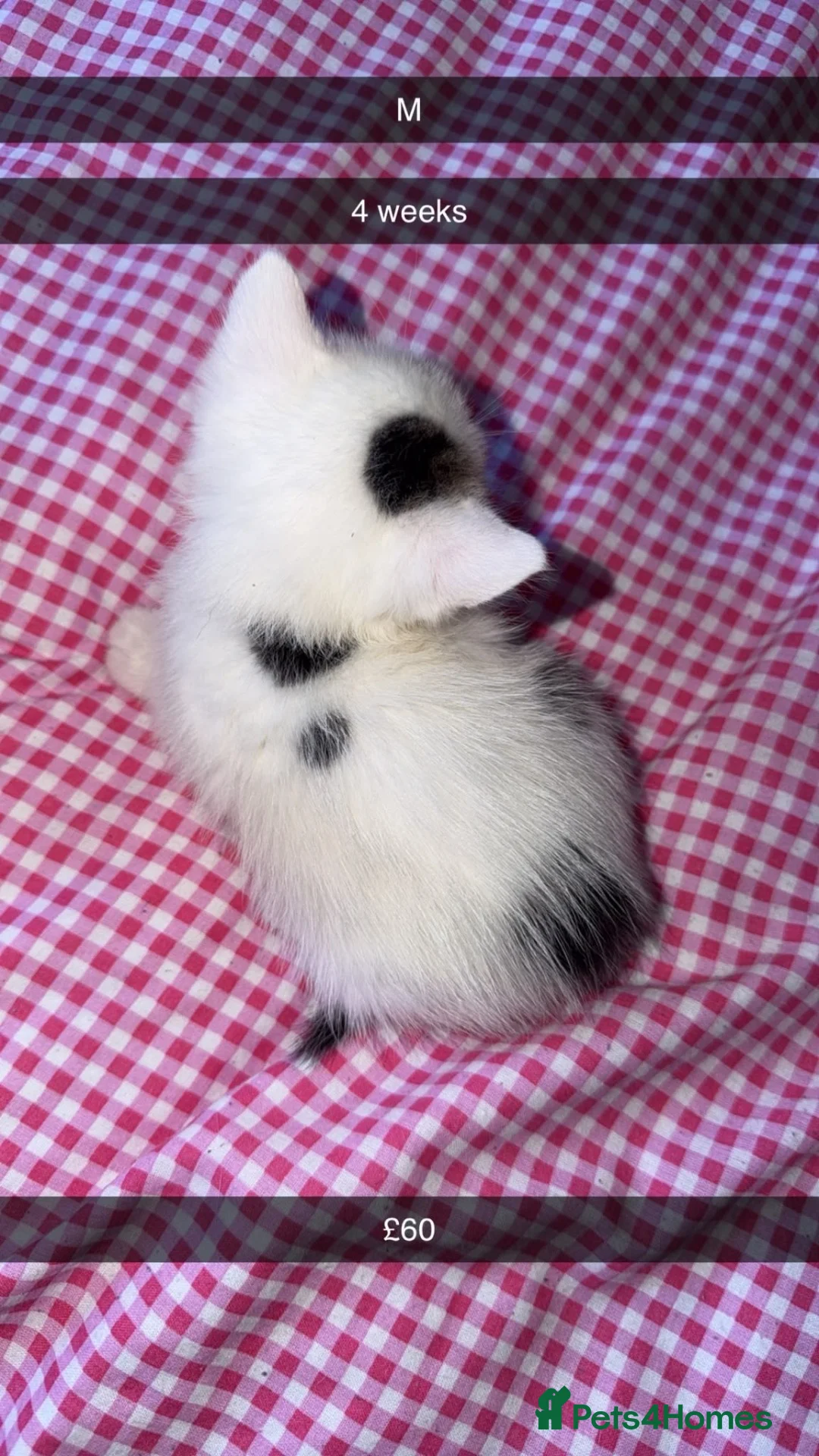 Mixed Breed cats for sale: 3 kittens 8 weeks need gone asap - Advert 4