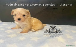 Yorkshire Terrier dogs for sale: ❤️ Champion heritage KC reg.PEDIGREE puppies! 🐶❤️ - Image 9