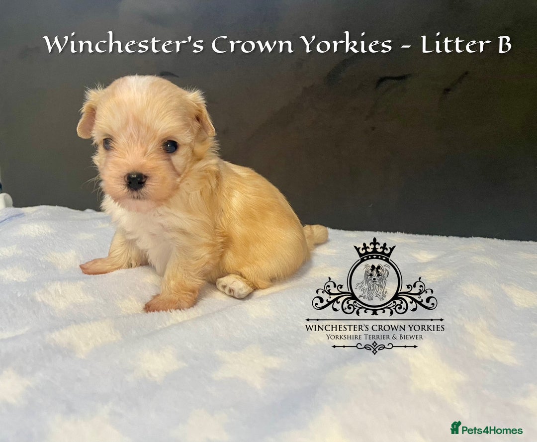 Yorkshire Terrier dogs for sale: ❤️ Champion heritage KC reg.PEDIGREE puppies! 🐶❤️ - Image 9