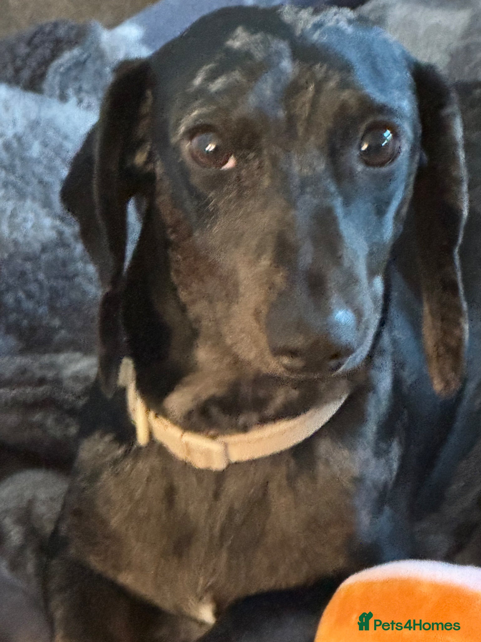 Dachshund dogs 1 year old female Dachshund for sale - Advert 3