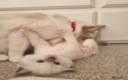 Ragdoll cats for sale: Ragdoll kittens  - Image 12