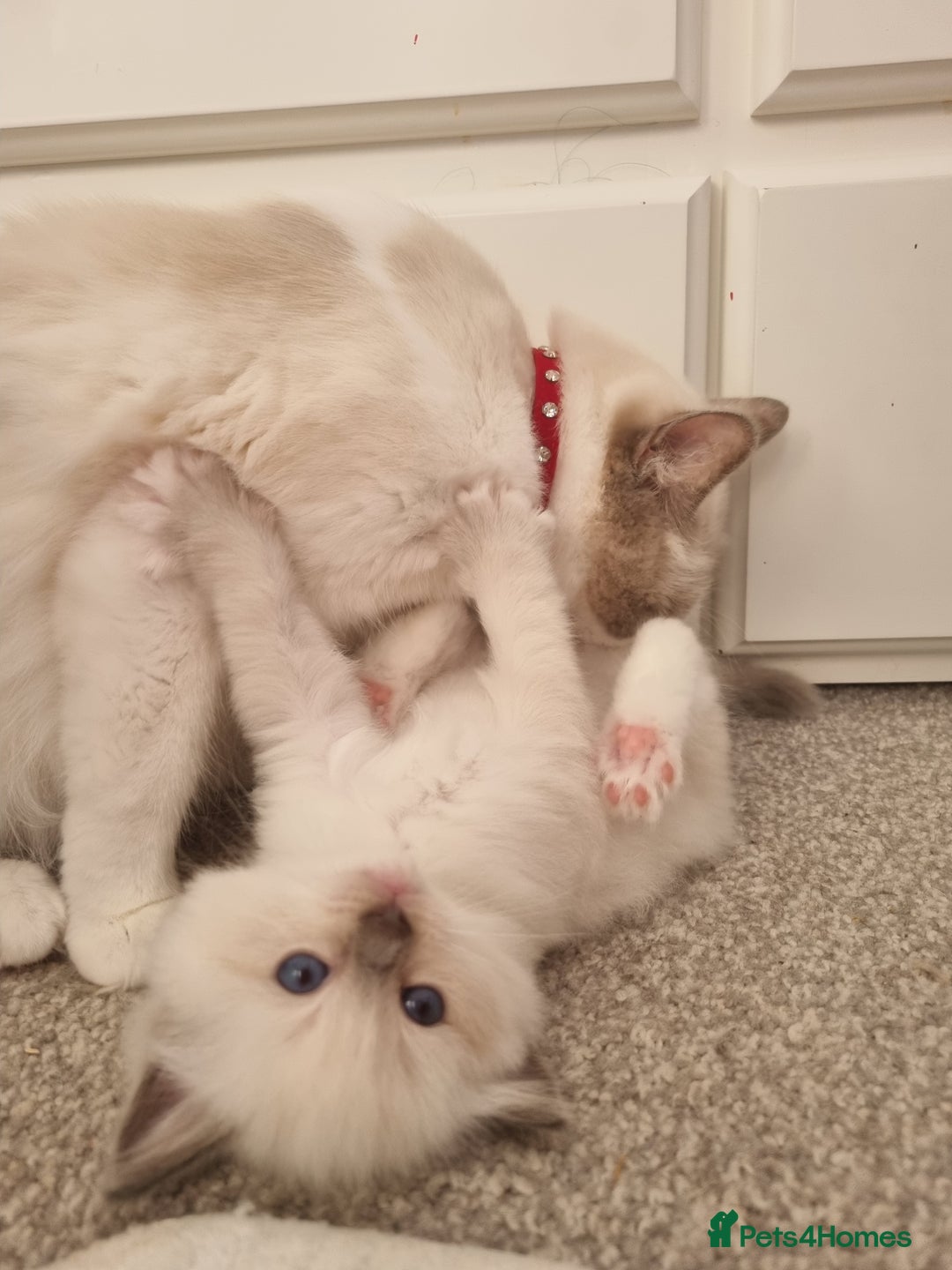 Ragdoll cats for sale: Ragdoll kittens  - Image 12