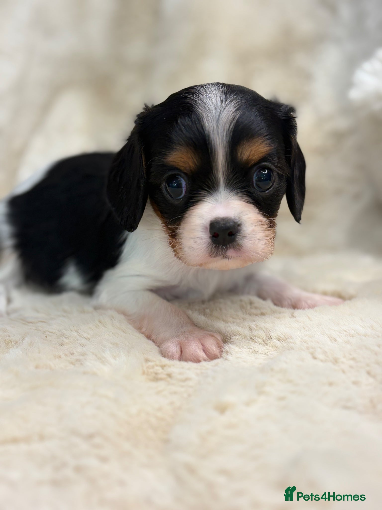 Cavalier King Charles Spaniel Puppy 2