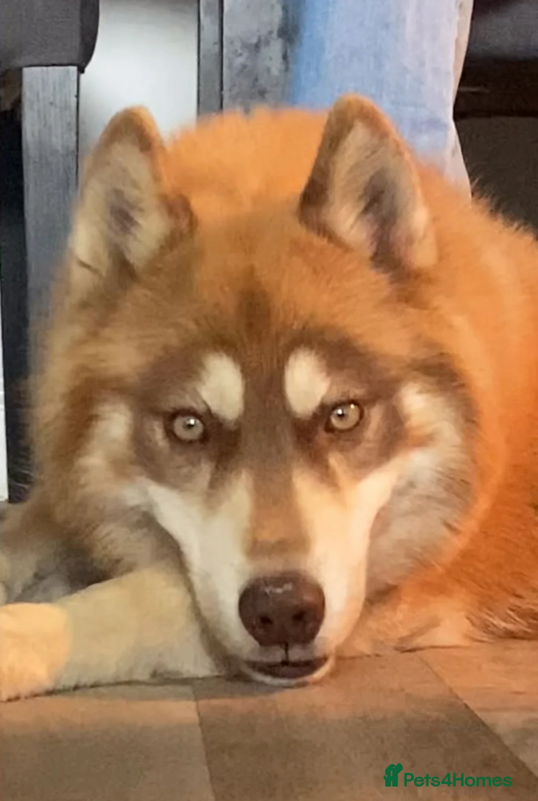 Siberian Husky dogs for stud: PROVEN red Siberian Husky Stud  in Warwick - Advert 2