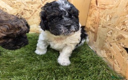 Shihpoo dogs for sale: F2 shihpoo puppies. - Image 28