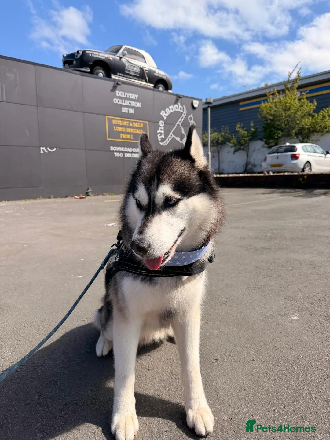 Siberian Husky dogs for stud: Siberian husky for stud in Edinburgh - Advert 1
