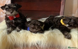 Miniature Schnauzer dogs for sale: 5* Licensed KC Toy Chocolate Schnauzers - Image 27